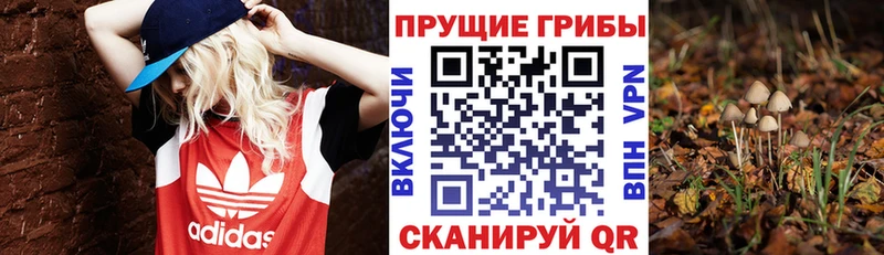 купить  сайты  Ржев  Псилоцибиновые грибы прущие грибы 